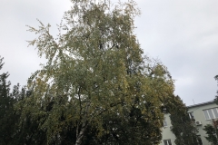 Sove-u-Sremskoj-Mitrovici-bezbedne-postavljene-nalepnice-zbog-refleksije-svetlosti-okolnih-zgrada-3