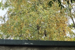 Sove-u-Sremskoj-Mitrovici-bezbedne-postavljene-nalepnice-zbog-refleksije-svetlosti-okolnih-zgrada-8