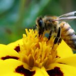 Jovana Bila Dubaić – Oprašivači kao ključna karika za zaštitu prirode i bezbednost hrane: preporuke za zaštitu i očuvanje pčela i drugih oprašivača u Srbiji